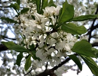 近所に植えられている木で 小さい白い花が咲き とても香りが良い木があります Yahoo 知恵袋