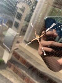 今朝 車の窓に初めて見る蜘蛛が巣を作っていました これは何という蜘蛛なので Yahoo 知恵袋