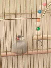 文鳥甘えてるの 仕草一週間前に飼い始めた文鳥 生後1ヶ月です よくこうやって Yahoo 知恵袋