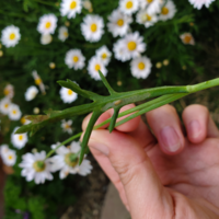 庭に植えているマーガレットの葉の裏に 虫の幼虫のようなものがついています Yahoo 知恵袋