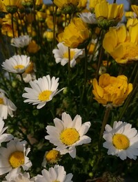 この白い花 黄色い花は両方共マーガレットですか マーガレットではない Yahoo 知恵袋
