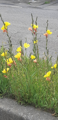 花の名前を教えてください 一本の茎に黄色とオレンジの花が咲いています Yahoo 知恵袋