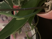 胡蝶蘭の花茎が枝分かれしてます まだお花が全部満開にはなってないのですが Yahoo 知恵袋