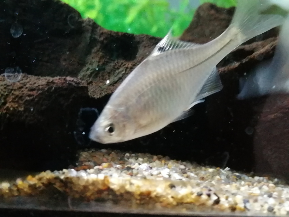 タナゴについての質問です。タイリクバラタナゴを飼育していてそのうち