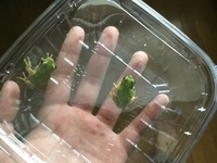 アマガエルが卵を産みました 昨日捕まえて穴を開けたペットボトル 水深浅め Yahoo 知恵袋