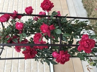 お世話になります アンジェラの花後の剪定を教えてください あん Yahoo 知恵袋