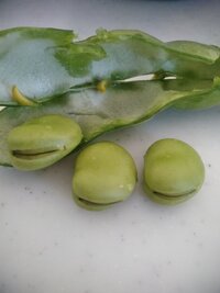 綿を収穫しました 使い道がわかりません 綿花を収穫しました Yahoo 知恵袋
