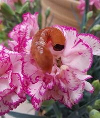 カーネーションの蕾の中の花を食べる害虫の名は 母の日に貰ったカーネー Yahoo 知恵袋