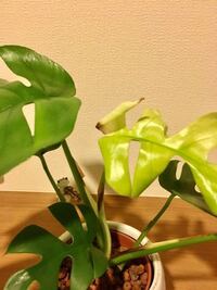 モンステラ葉の中でも薄い緑色の新芽 が茶色いところがあります 枯れてきたの Yahoo 知恵袋