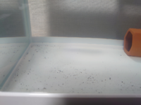 水槽の中に黒い粉がたまります 回収しても次の日にはまた積もってます Yahoo 知恵袋