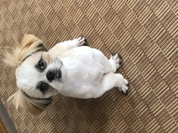 現在 シーズー犬7ヶ月のオスを飼っています 最近気がついたのですが 前足 Yahoo 知恵袋