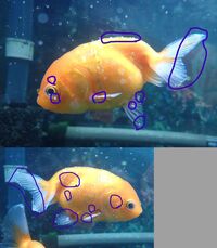 金魚のエルバージュエースでの薬浴について水槽の金魚が底に沈んで動かなくなったの Yahoo 知恵袋