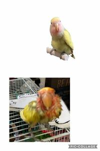 私は セキセイインコ2匹 コザクラインコ1匹飼っています Yahoo 知恵袋