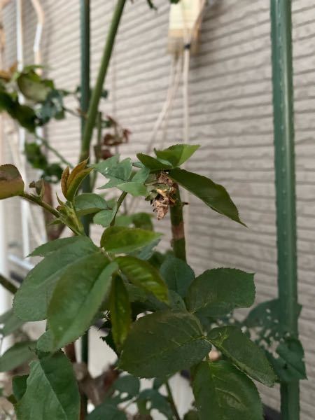 バラ 解決済みの質問 Yahoo 知恵袋