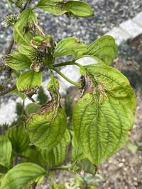 １ヶ月くらい前にハナミズキを植えました 昨日みたところ 葉の一部が写真のよ Yahoo 知恵袋