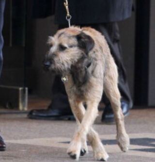 この犬種何かわかる方いますか またわんわん物語のトランプ Yahoo 知恵袋