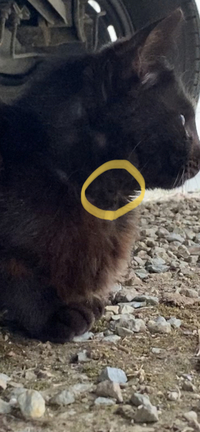 野良猫を家猫にした方にうかがいます 近所の野良を保護したものの 夜中 Yahoo 知恵袋