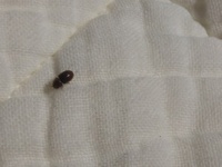 この虫はダニですか 体長2mmくらいで何匹か部屋で見かけました Yahoo 知恵袋