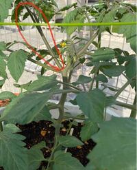 ミニトマト二本立てをしたいのですが どの脇芽を使うのか教えていただけません Yahoo 知恵袋