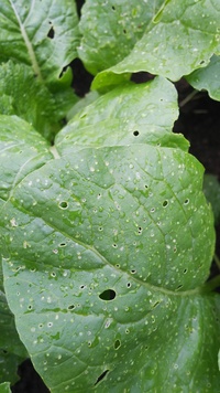 小松菜を栽培しているのですが このような白い点々ができています 病気でしょ Yahoo 知恵袋