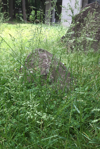 この雑草の名前は何ですか 公園にたくさん生えていたのですが もし Yahoo 知恵袋