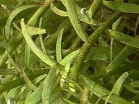 水草が茶色になります ４５センチ コトブキデビュー450 の水槽に蛍光 Yahoo 知恵袋