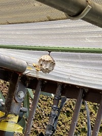 庭の犬小屋の雨避け屋根に蜂の巣が出来てしまいました スズメバチなど色々いますが 教えて 住まいの先生 Yahoo 不動産