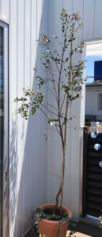 ユーカリ グニーの木 約180 を12号鉢に植えたのですが寄せ植えをするの Yahoo 知恵袋