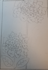 絵心なくてすみません 紫陽花の絵手紙で これから色を塗ろうと思っていま Yahoo 知恵袋