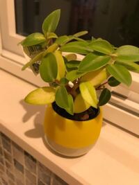 ペペロミアです 葉っぱが出てこないなぁ って思ってたんですけどこれって Yahoo 知恵袋