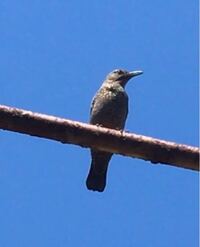 この鳥の名前教えてください 鳴き方がカエルみたいで 最初カエルでも居 Yahoo 知恵袋