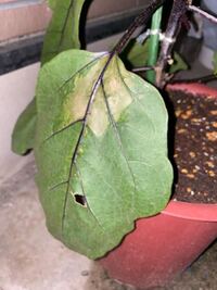 茄子の葉に白い線があったのですが これはハモグリバエ エカキムシ の仕業なので Yahoo 知恵袋