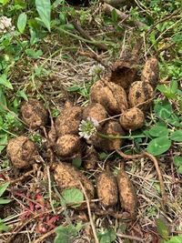 カラスウリの球根が 土の中にたくさんありますが はびこりすぎて 去年は夏の Yahoo 知恵袋