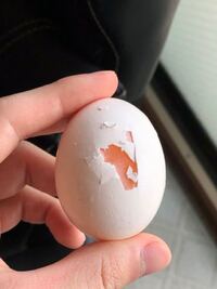 質問です やばいです 昨日 生卵を割った状態で冷蔵庫に保存 Yahoo 知恵袋