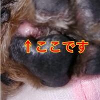 犬の前足の肉球の間に脂肪種みたいなのがあるのですが脂肪種ですか さっき気が Yahoo 知恵袋