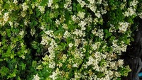 毎年５月中旬位から６月中旬位にかけて咲く白い花なのですが何と言う名前の木な Yahoo 知恵袋