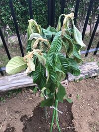 植え替えしたビワの木が弱りました 地植えから広めの場所に植 Yahoo 知恵袋