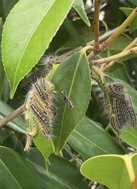 この毛虫の種類分かりますか 椿の木に沢山いるんです チャドクガの Yahoo 知恵袋