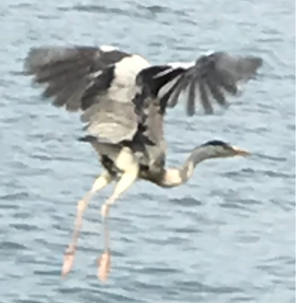 この鳥は何ですか 琵琶湖畔で撮影しました ちょうど飛び立つ瞬間です ご存知 Yahoo 知恵袋
