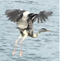 この鳥は何ですか 琵琶湖畔で撮影しました ちょうど飛び立つ瞬間です ご存知 Yahoo 知恵袋