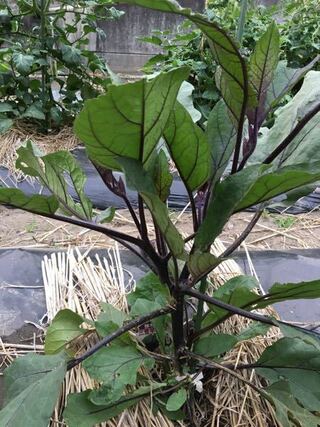 ナスの苗を植えました 下から芽が出てわき芽つみが間違えているのでしょうか Yahoo 知恵袋