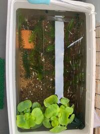 外のビオトーププラ舟水槽でミナミヌマエビを飼育することは困難です Yahoo 知恵袋