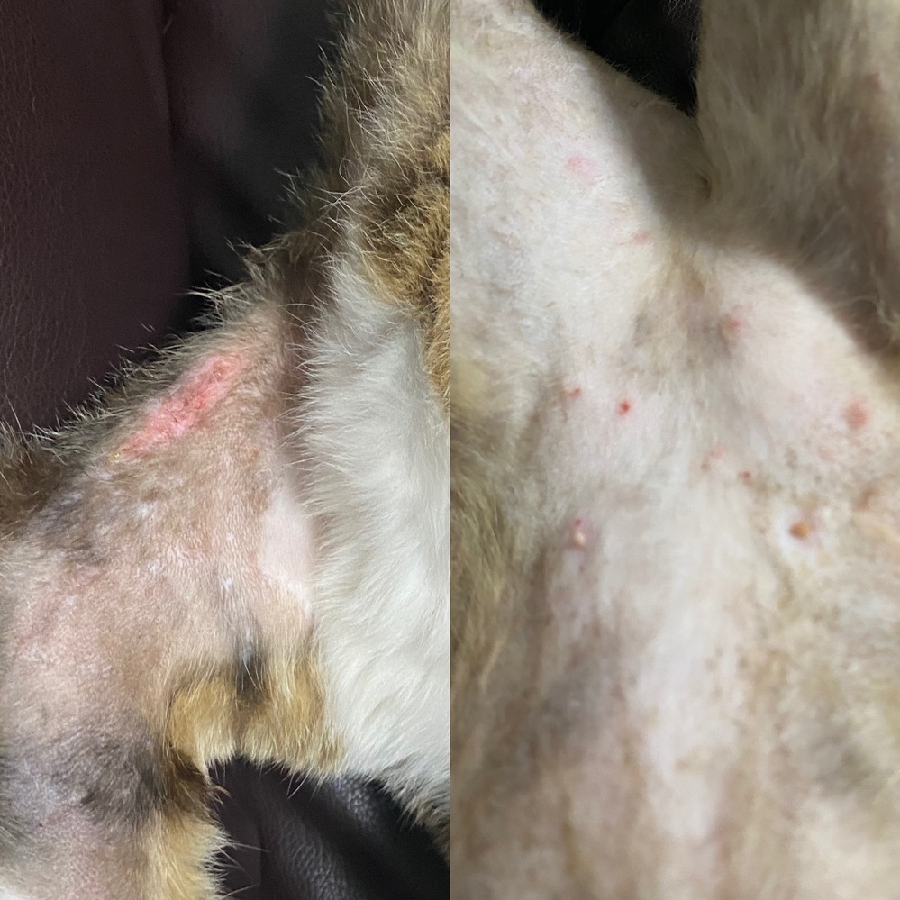 猫の皮膚の病気について。猫の脇とお腹の写真です。アトピー性皮膚炎 