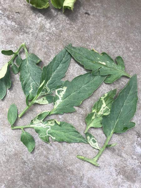 トマトの葉に白い模様の跡がありました Googleで検索した結果 病 Yahoo 知恵袋