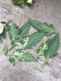 トマトの葉に白い模様の跡がありました Googleで検索した結果 病 Yahoo 知恵袋