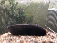 カラスガイ イシガイ ドブガイ マツカサガイなどタナゴ類の産卵に使われる Yahoo 知恵袋