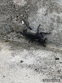 この虫は何でしょうか アパートの外階段にいます もし害虫なら駆除します 教えて 住まいの先生 Yahoo 不動産