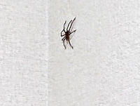 なぜ蜘蛛の目は8個もあるんですか クモには複眼がなく Yahoo 知恵袋
