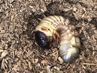 カブトムシの幼虫は土に潜ったままですが 死ぬ時は土から出てくるものです Yahoo 知恵袋