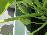 かぼちゃの雄花と雌花の見分け方を教えてくださいm M 皆さんの Yahoo 知恵袋